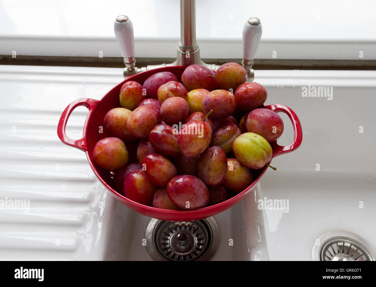 A Colander full of ripe Victoria Plums Stock Photo Alamy