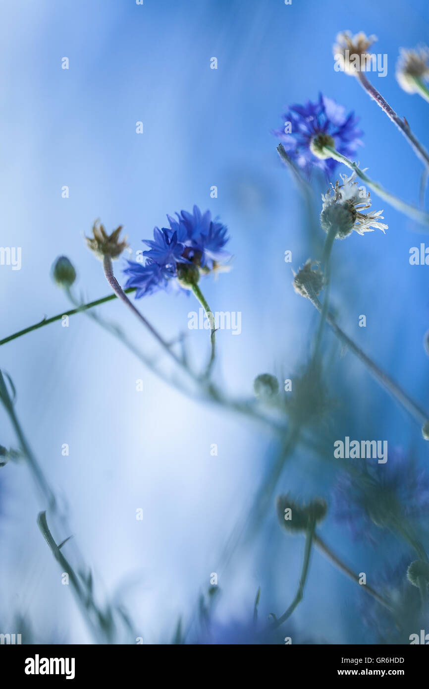 Wild chicory's flower on background of the sky Stock Photo