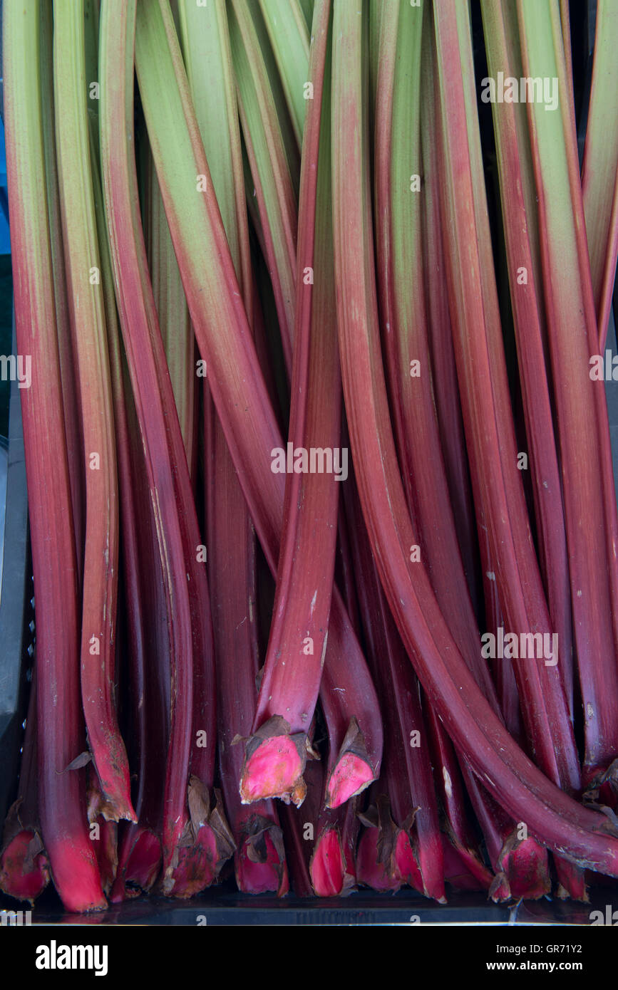 Fresh rhubarbs, Rheum rhabarbarum, in a market in Amersfoort, Netherlands Stock Photo