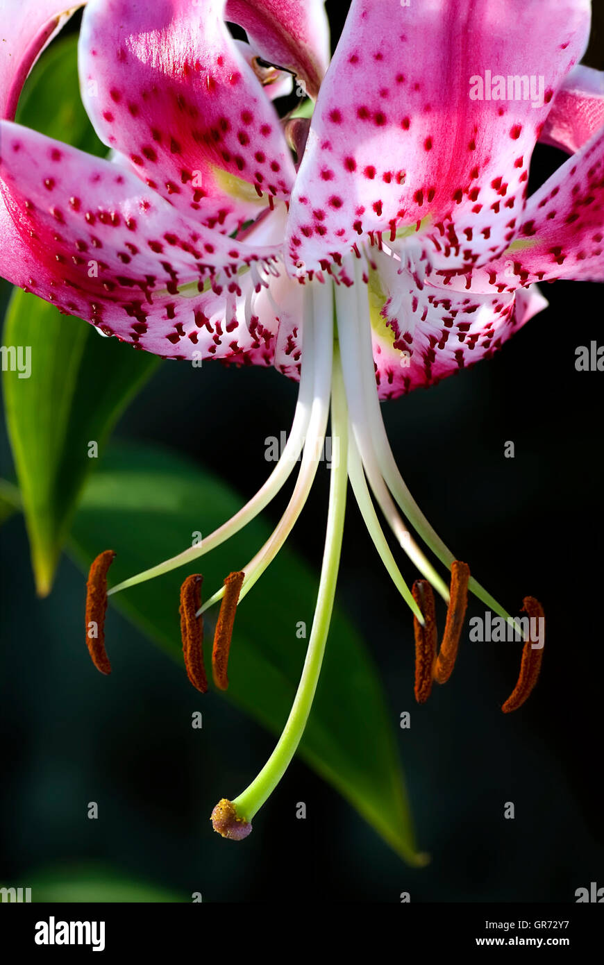 Close up of backlit Lilium Speciosum Flower Stock Photo