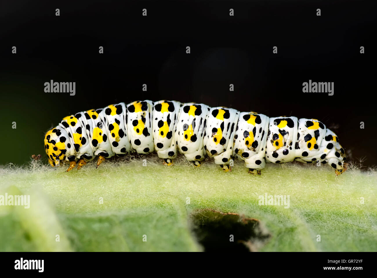 Close up of Mullein Moth Caterpillar on leaf stem. Stock Photo