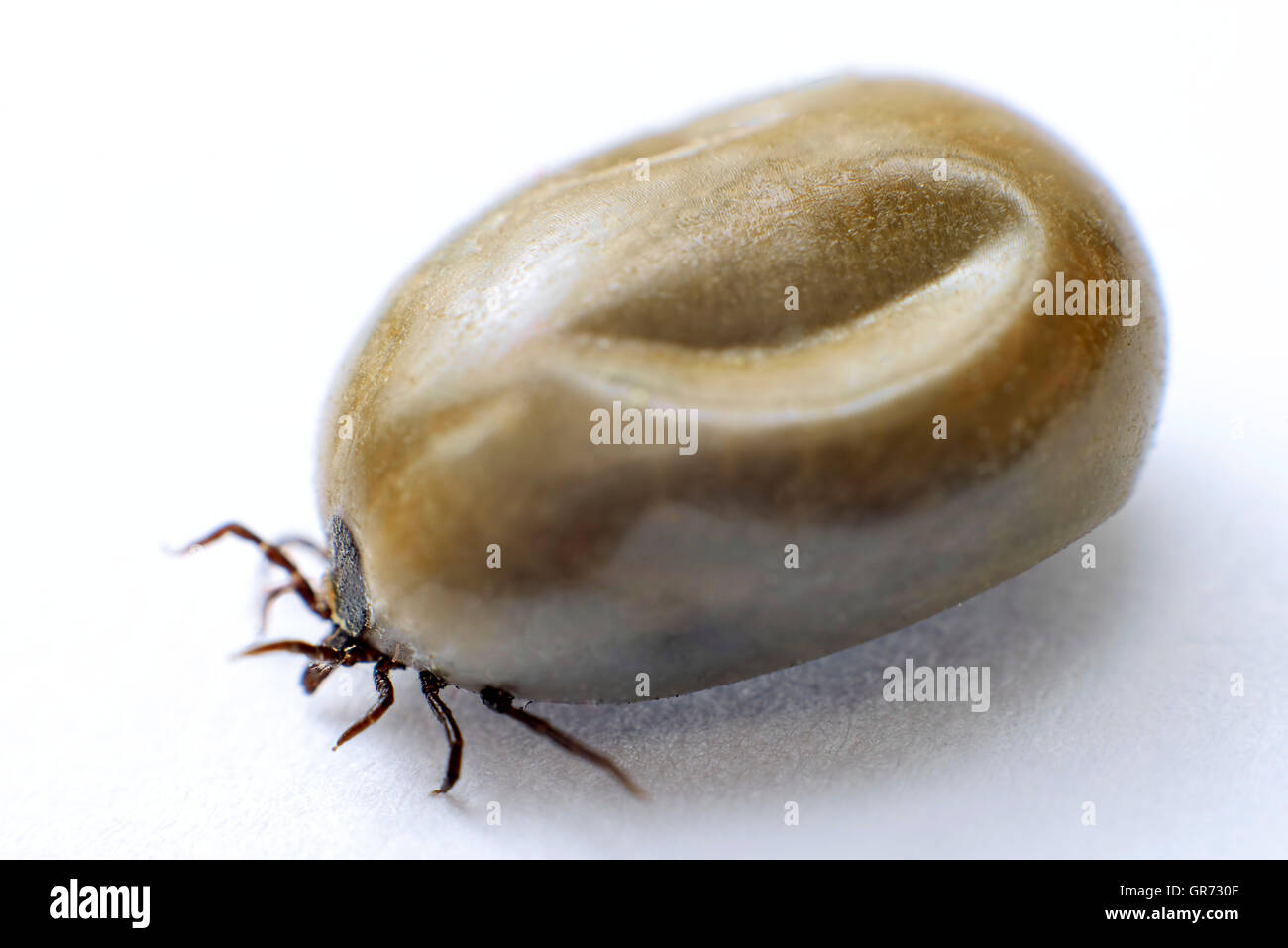 Ixodida tick hires stock photography and images Alamy