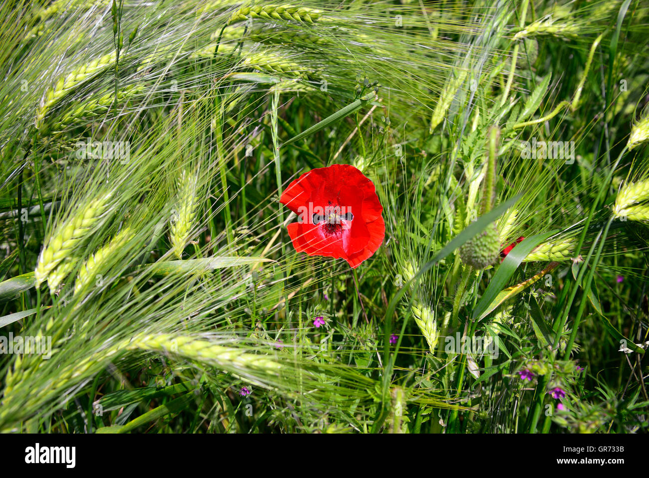Barley Field And Corn Poppy, Papaver Rhoeas Stock Photo