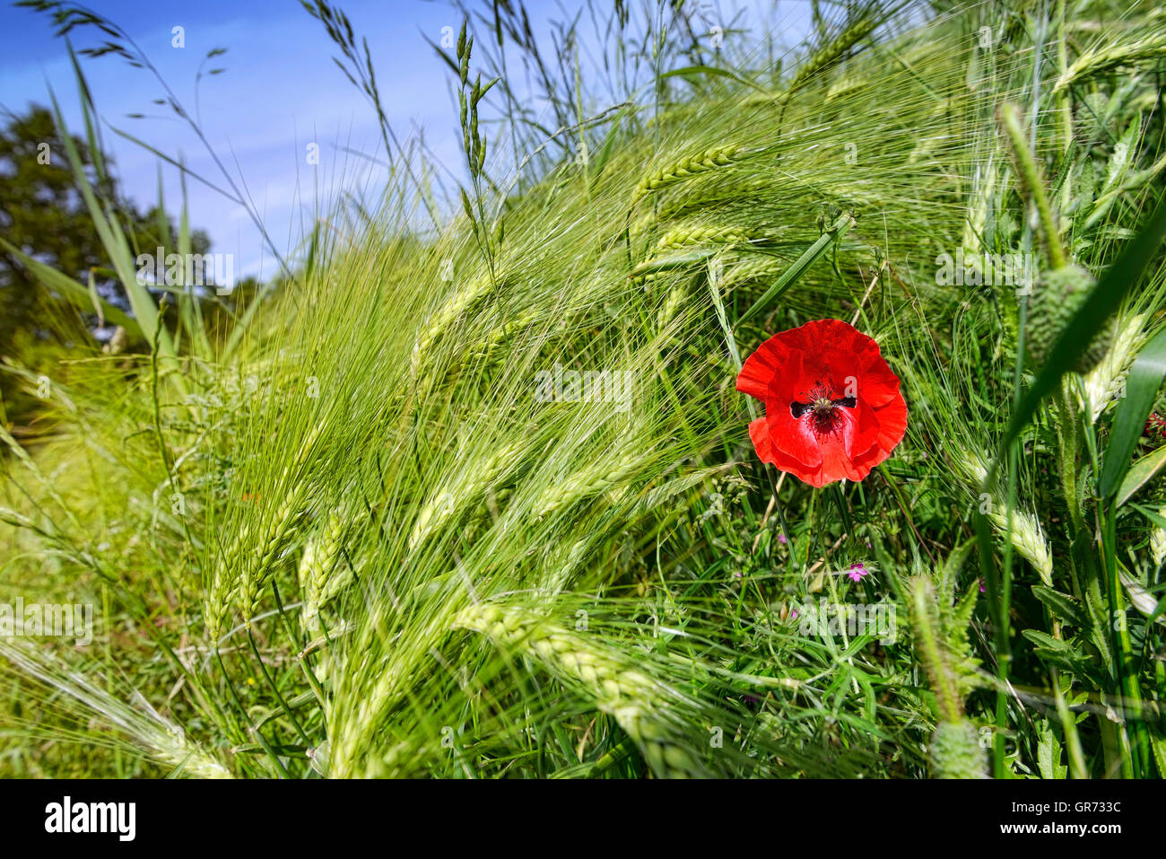 Barley Field And Corn Poppy, Papaver Rhoeas Stock Photo