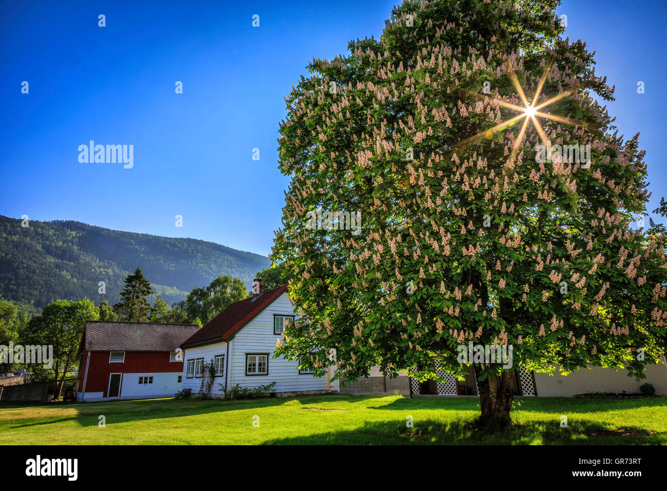 Flowering chestnut tree in Innvik, Norway Stock Photo