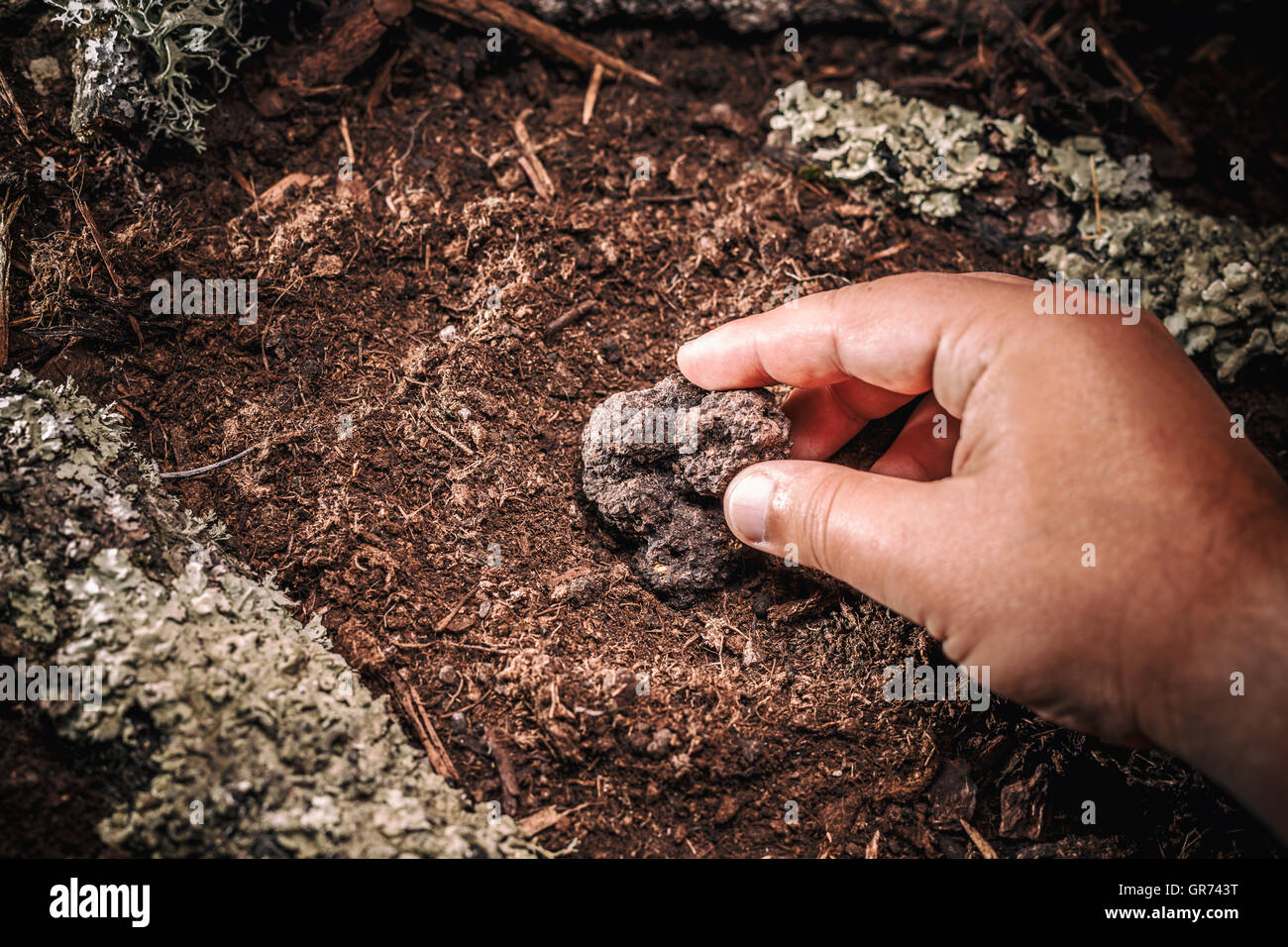 Freshly harvested truffles, expensive food Stock Photo