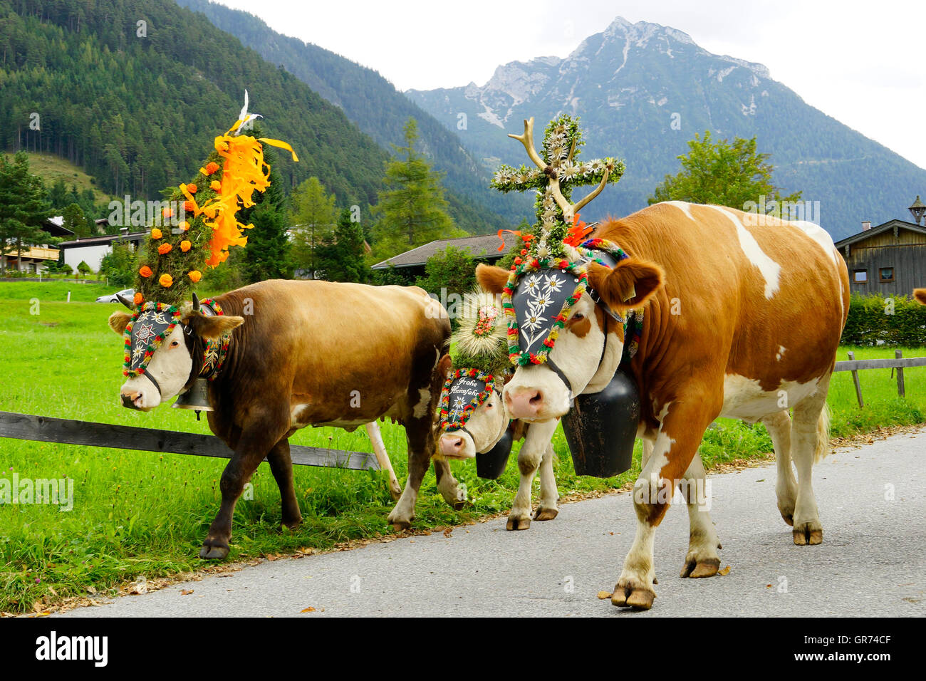 Cows In The Mountains Stock Photo