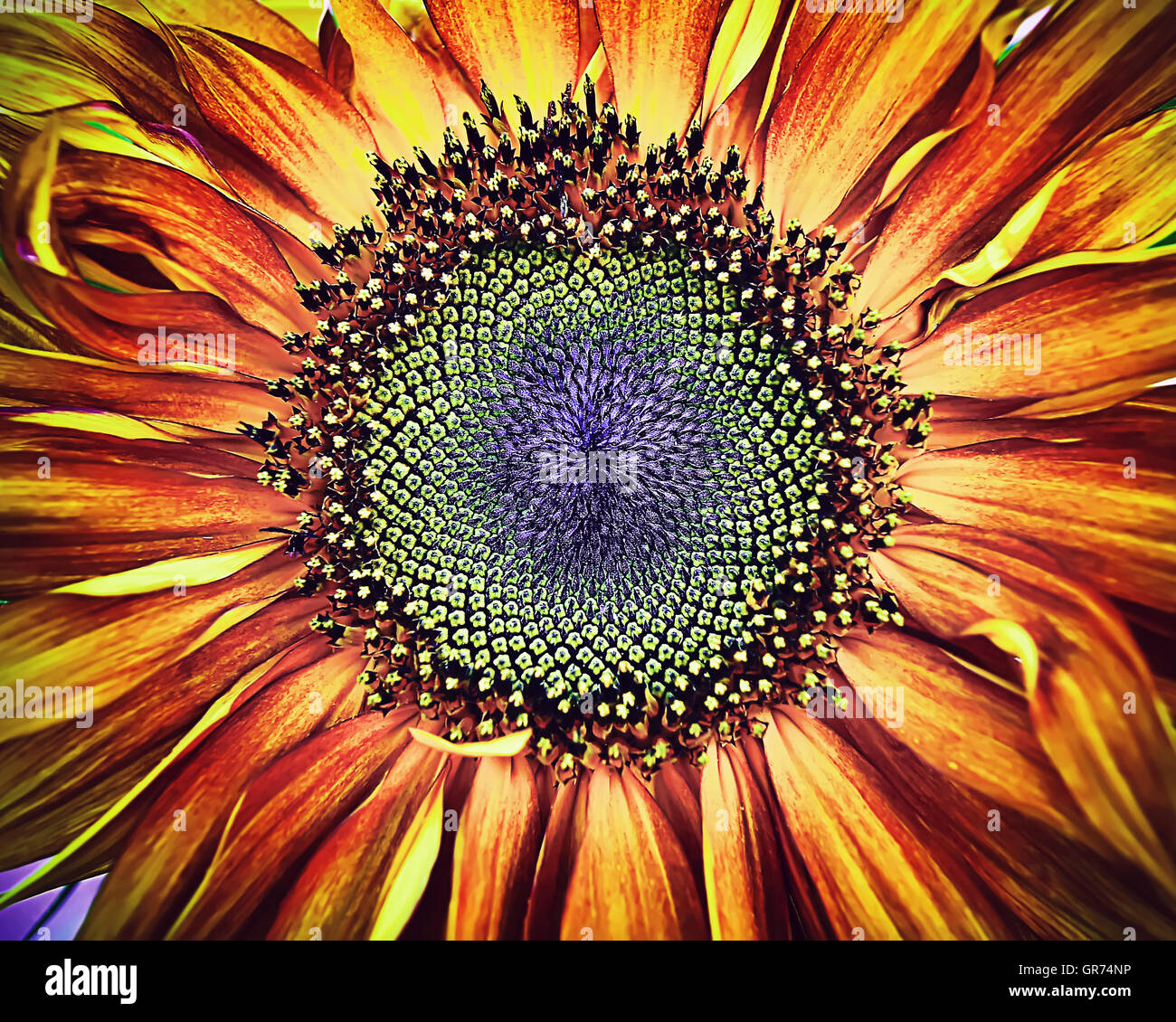 Big bright happy sunflower hires stock photography and images Alamy