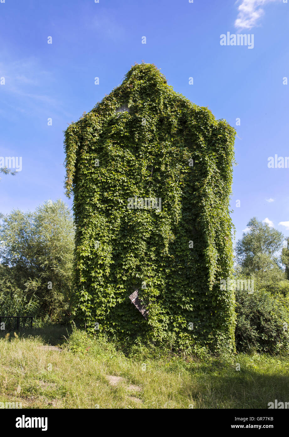 Ranke Plant Stock Photo