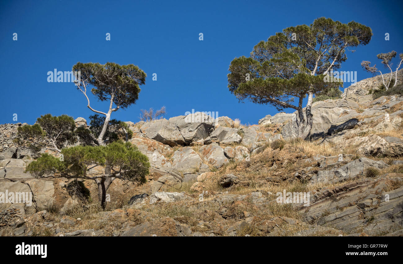 Trees On Rocks Stock Photo - Alamy