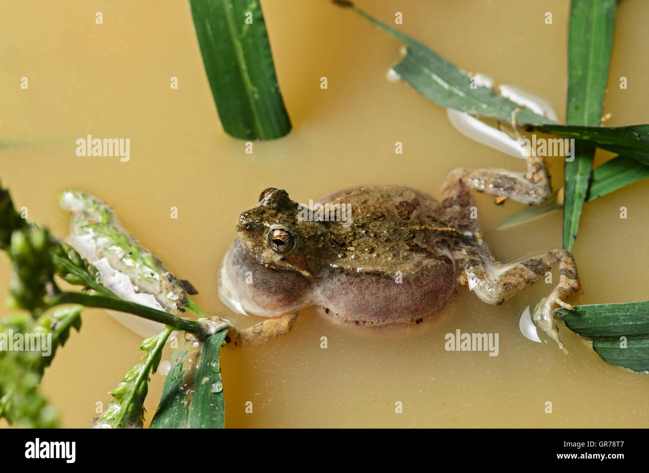 Male Of The Tungara Frog Engystomops Pustulosus With Vocal Sac, Jorupe Naturreserve, Ecuador Stock Photo