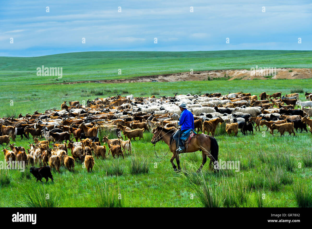 A Herd Of Kashmir Goats In The Mongolian Steppe, Dashinchilen, Bmongolia Stock Photo