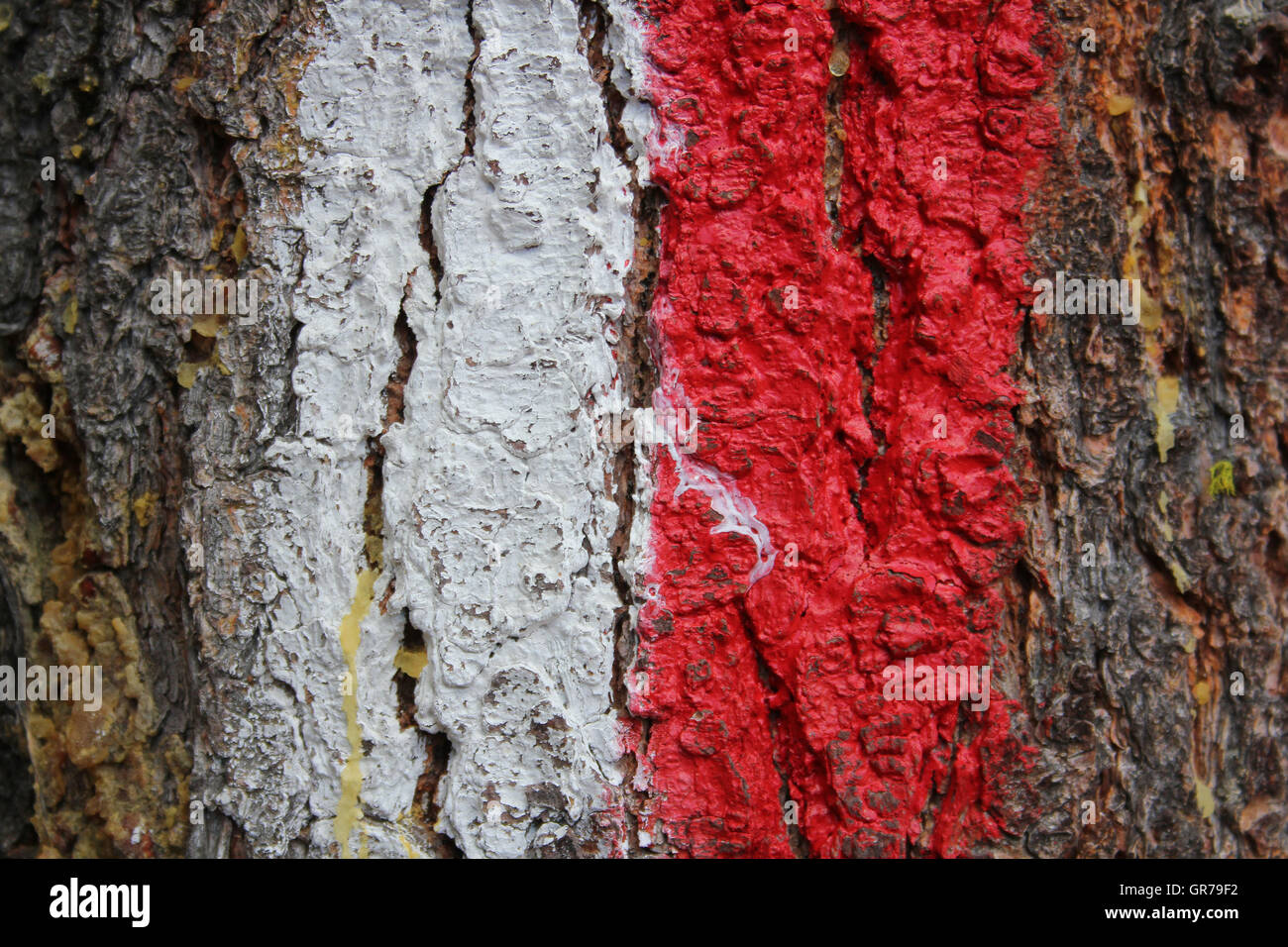 Mark On A Tree In Red And White Colour Stock Photo