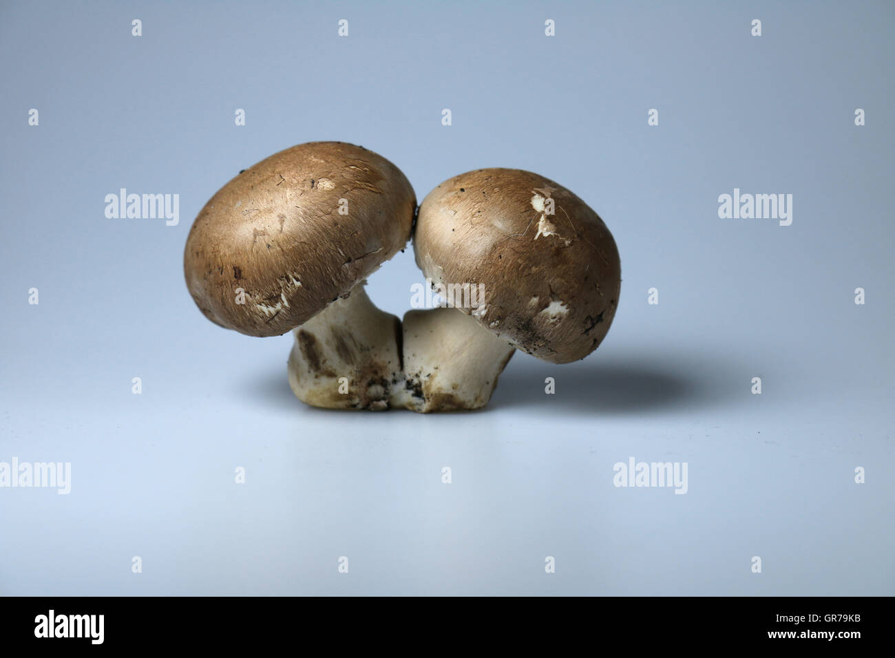 Two Funghi Stock Photo
