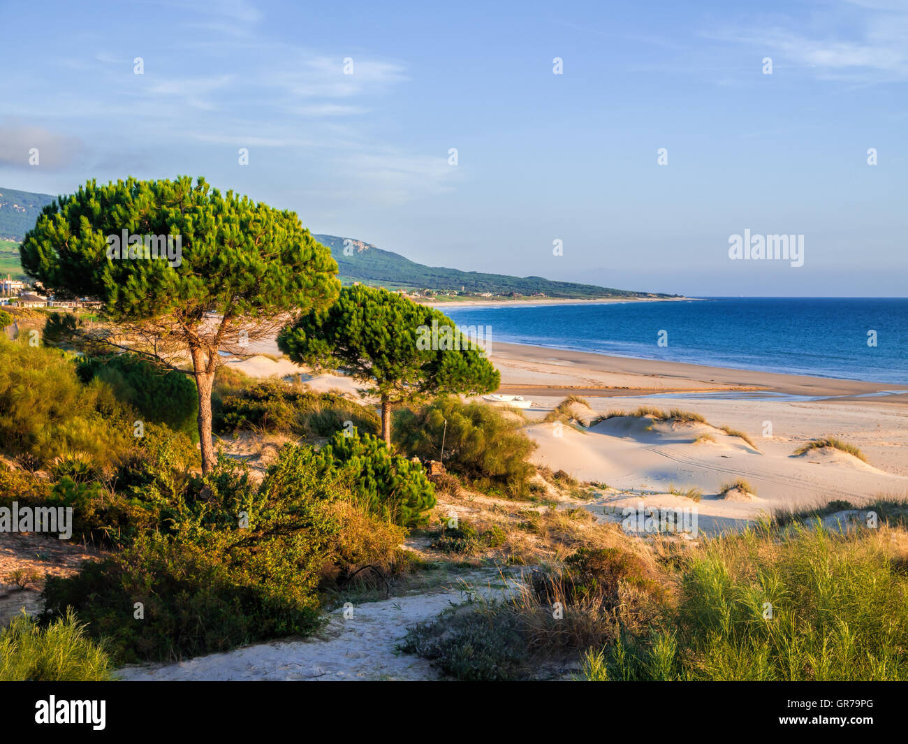 Beach Of Bolonia, Tarifa, Spain, Costa De La Luz With Stone Pine Trees Stock Photo Alamy