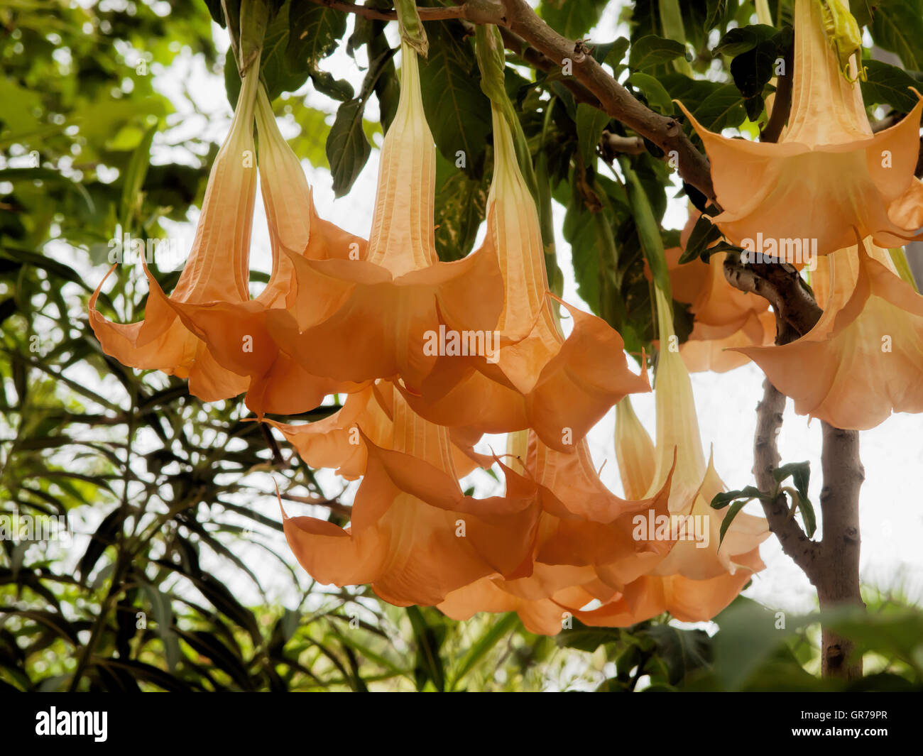 Blossom Of The Toxis Plant Angel S Trumpet Stock Photo