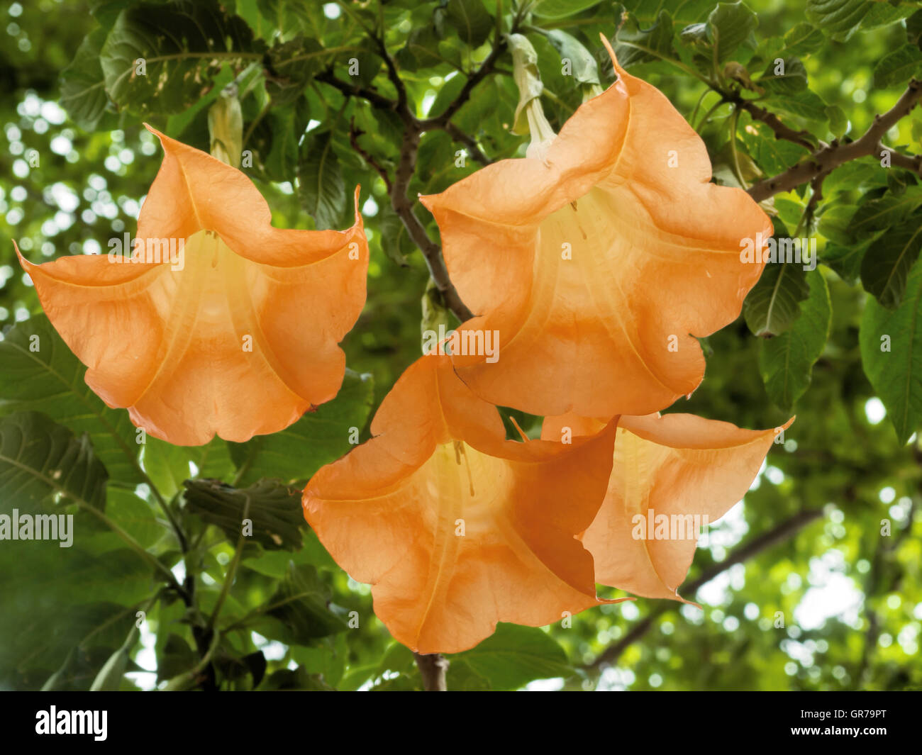 Blossom Of The Toxis Plant Angel S Trumpet Stock Photo