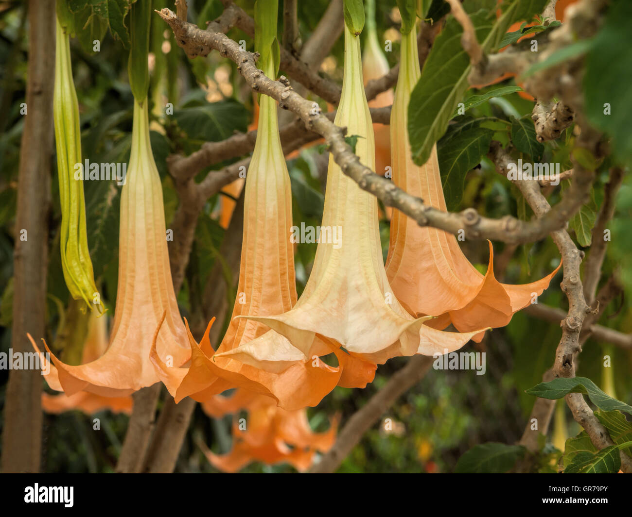 Blossom Of The Toxic Plant Angel S Trumpet Stock Photo