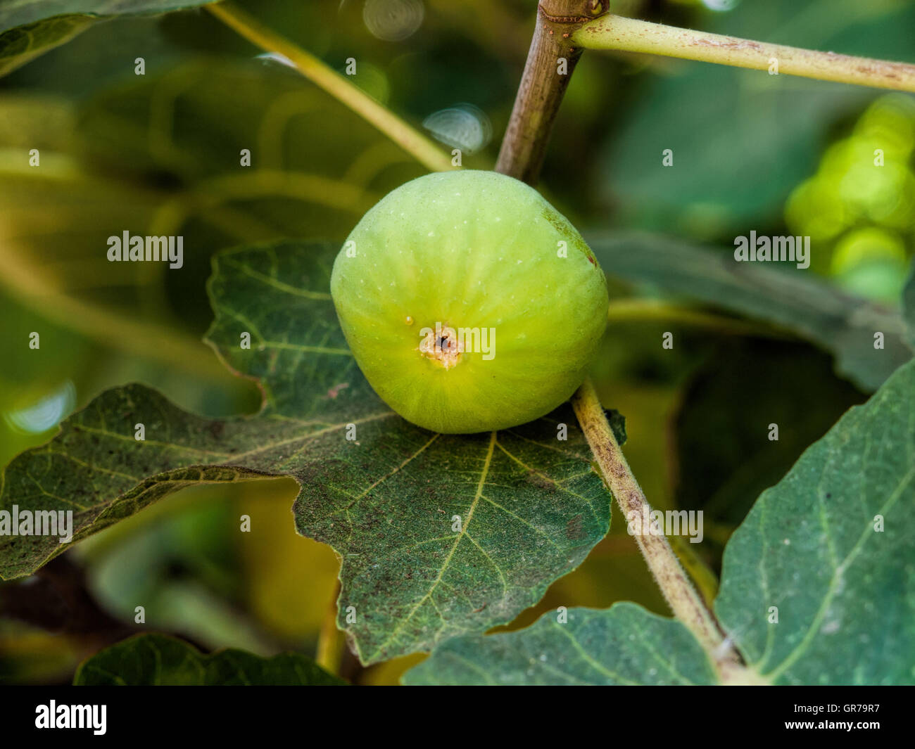 Green Fig Growing On A Tree Stock Photo Alamy