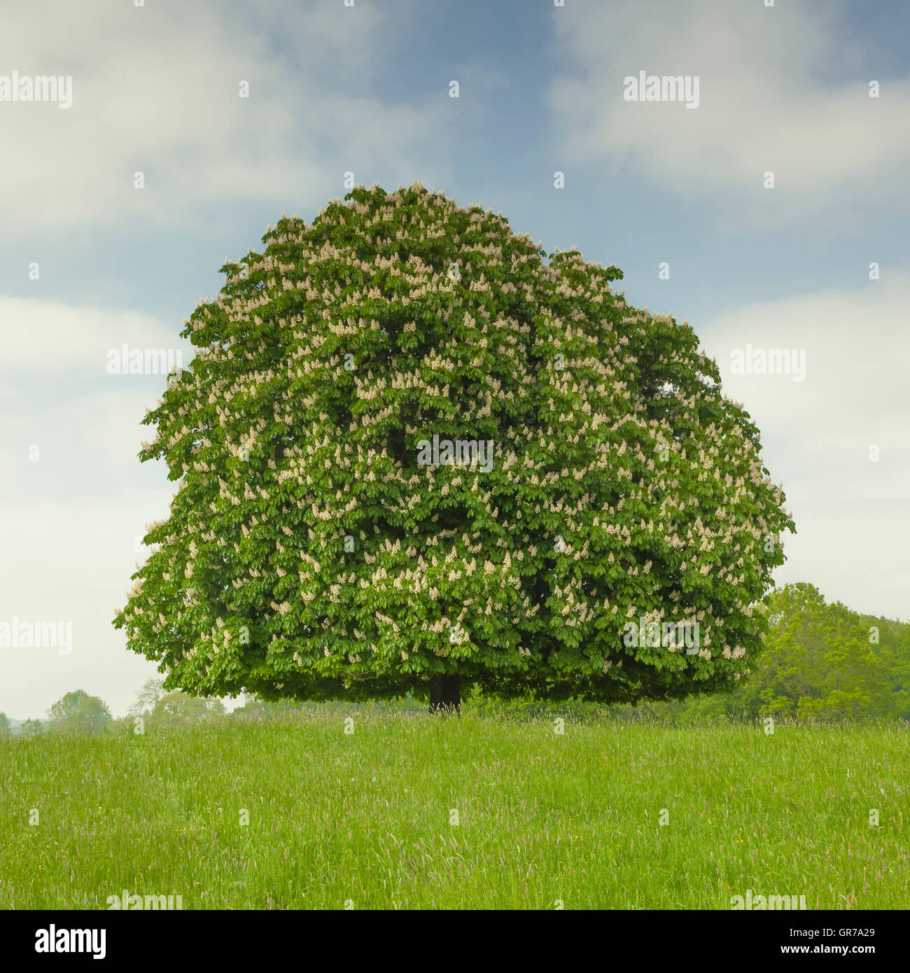 Horse chestnut tree hi-res stock photography and images - Alamy