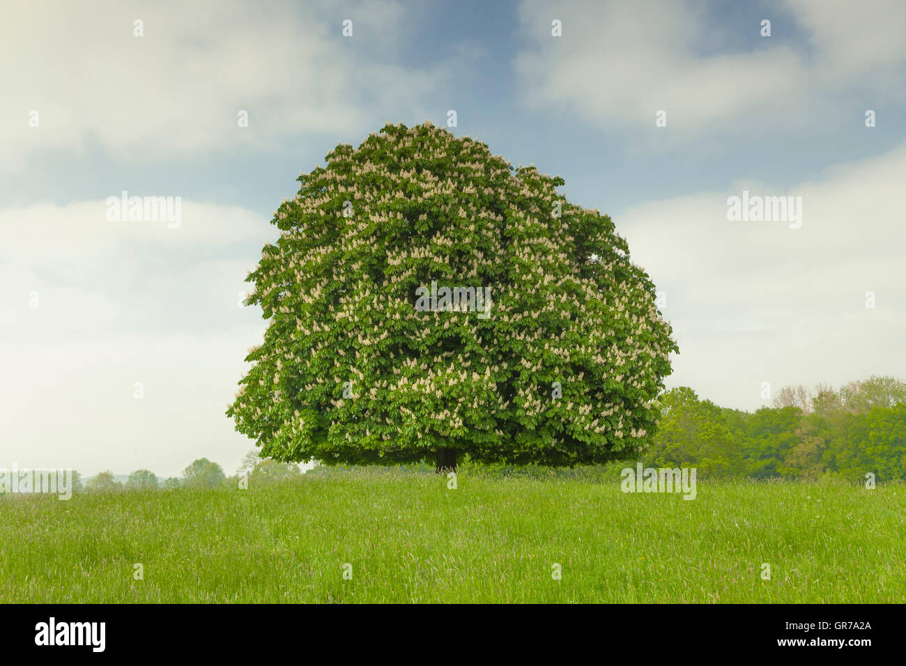 Horse chestnut tree hi-res stock photography and images - Alamy