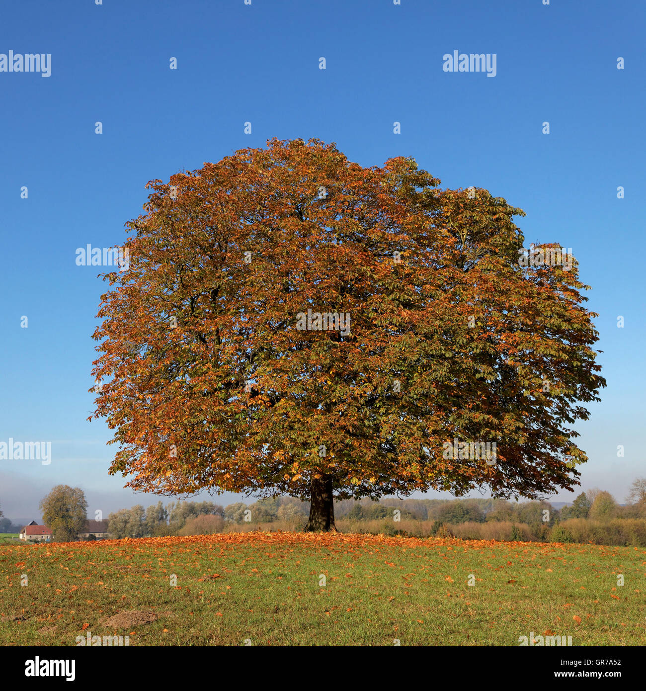 Conca Tree Horse-Chestnut Aesculus Hippocastanum Conker Tree In Autumn, Lengerich ...