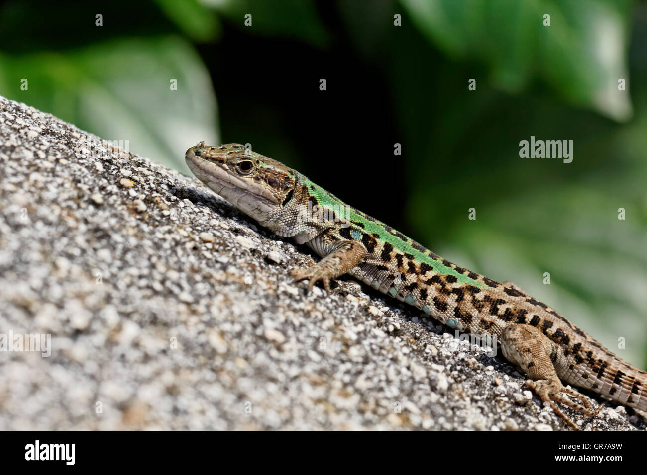 Podarcis Sicula, Italian Wall Lizard, Ruin Lizard, On A Wall In Corsica, Europe Stock Photo