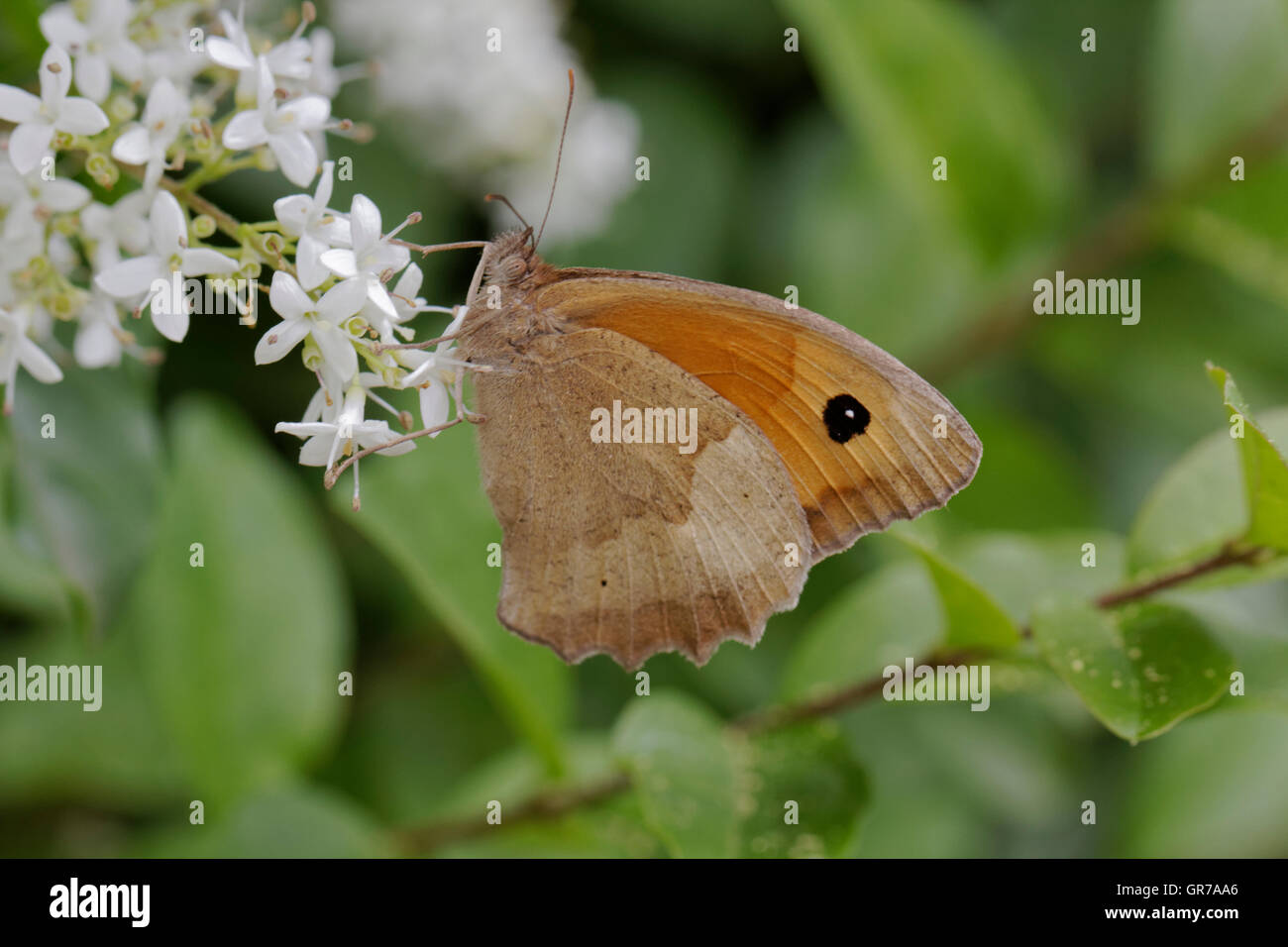 Maniola Jurtina, Meadow Brown Butterfly Female From France, Europe Stock Photo
