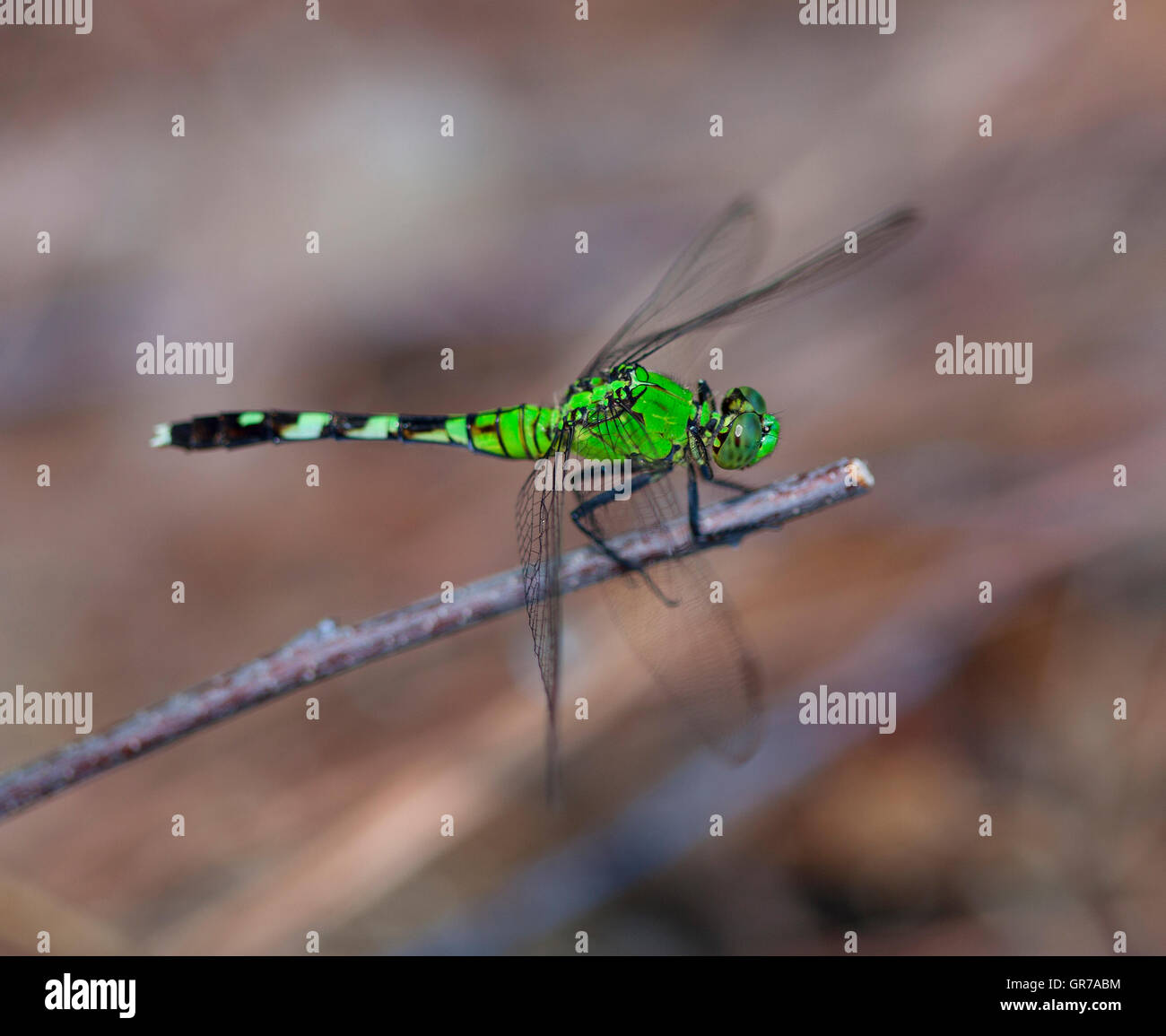 Bright green dragonfly resting on a twig Stock Photo - Alamy