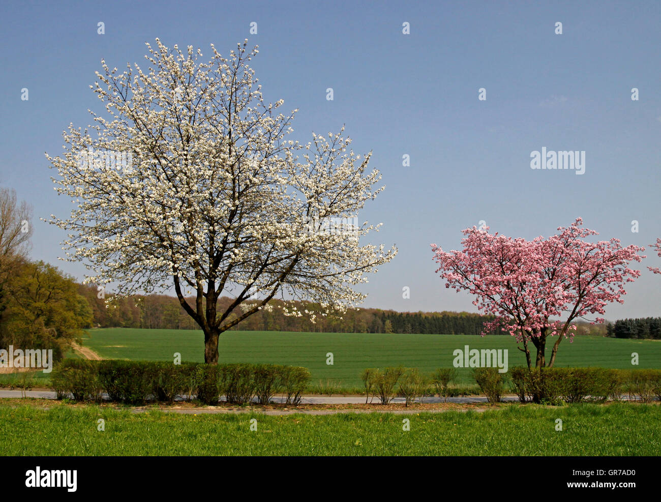 Cherry Tree In Spring, Bad Rothenfelde, Osnabruecker Land, Lower Saxony, Germany, Europe Stock Photo