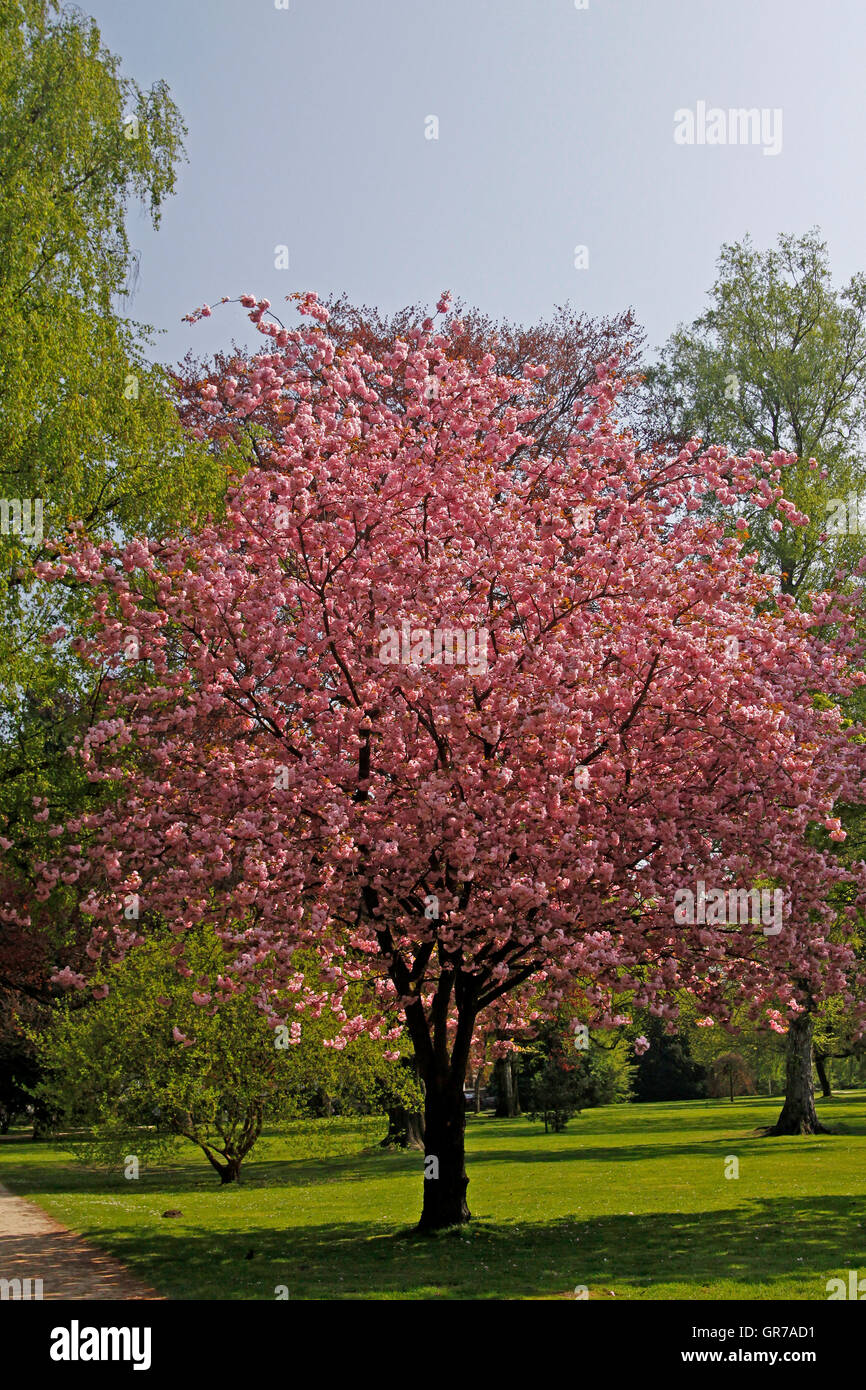Japanese Cherry Tree In The Spa Park Of Bad Rothenfelde, Osnabruecker Land, Lower Saxony, Germany, Europe Stock Photo