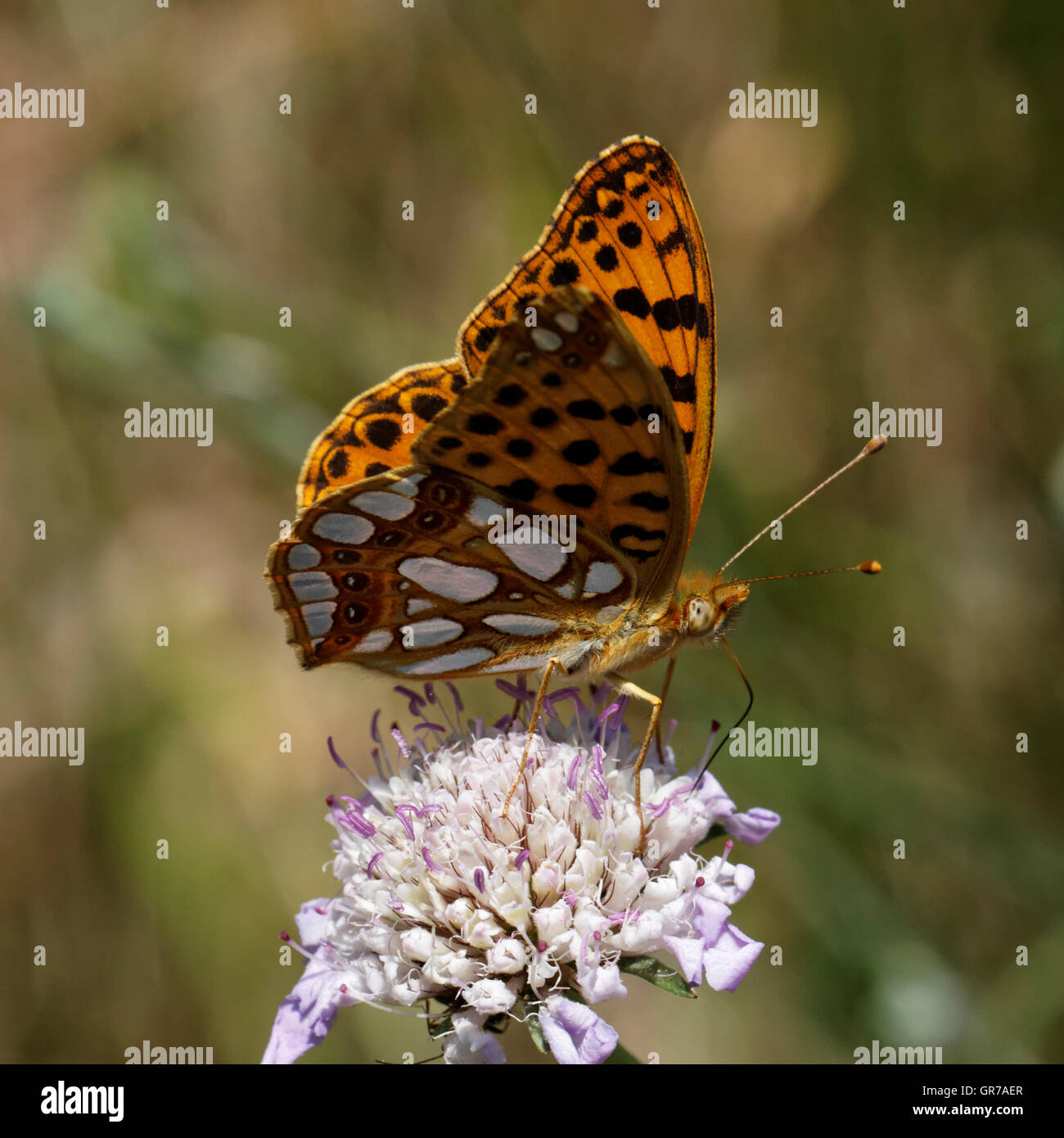 Issoria Lathonia, Queen Of Spain Fritillary From France, European Butterfly Stock Photo