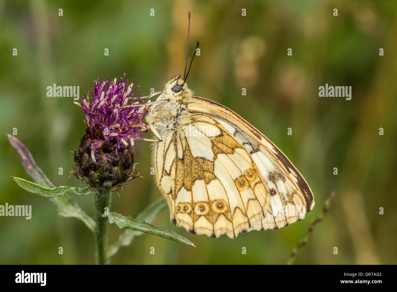 Melanargia Galathea, Marbled White Butterfly From Lower Saxony, Germany, Europe Stock Photo