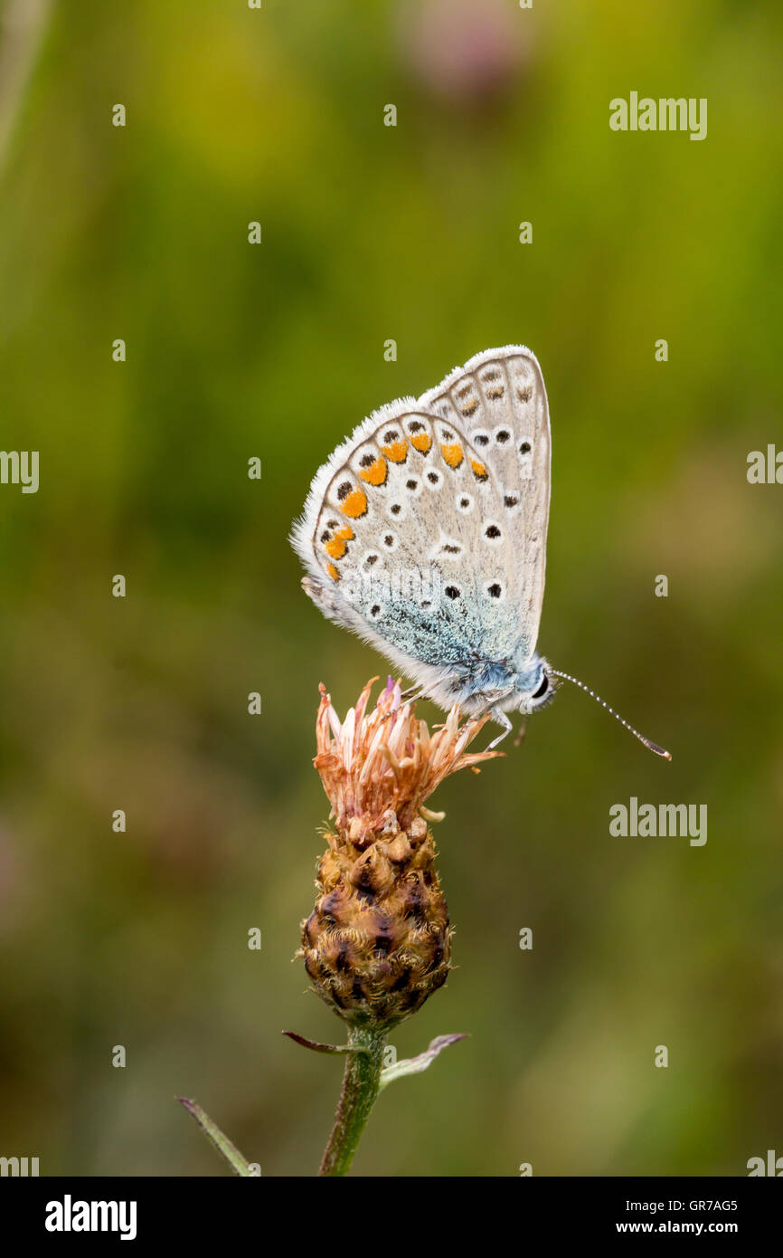 Polyommatus Icarus, Common Blue Butterfly From Lower Saxony, Germany Stock Photo