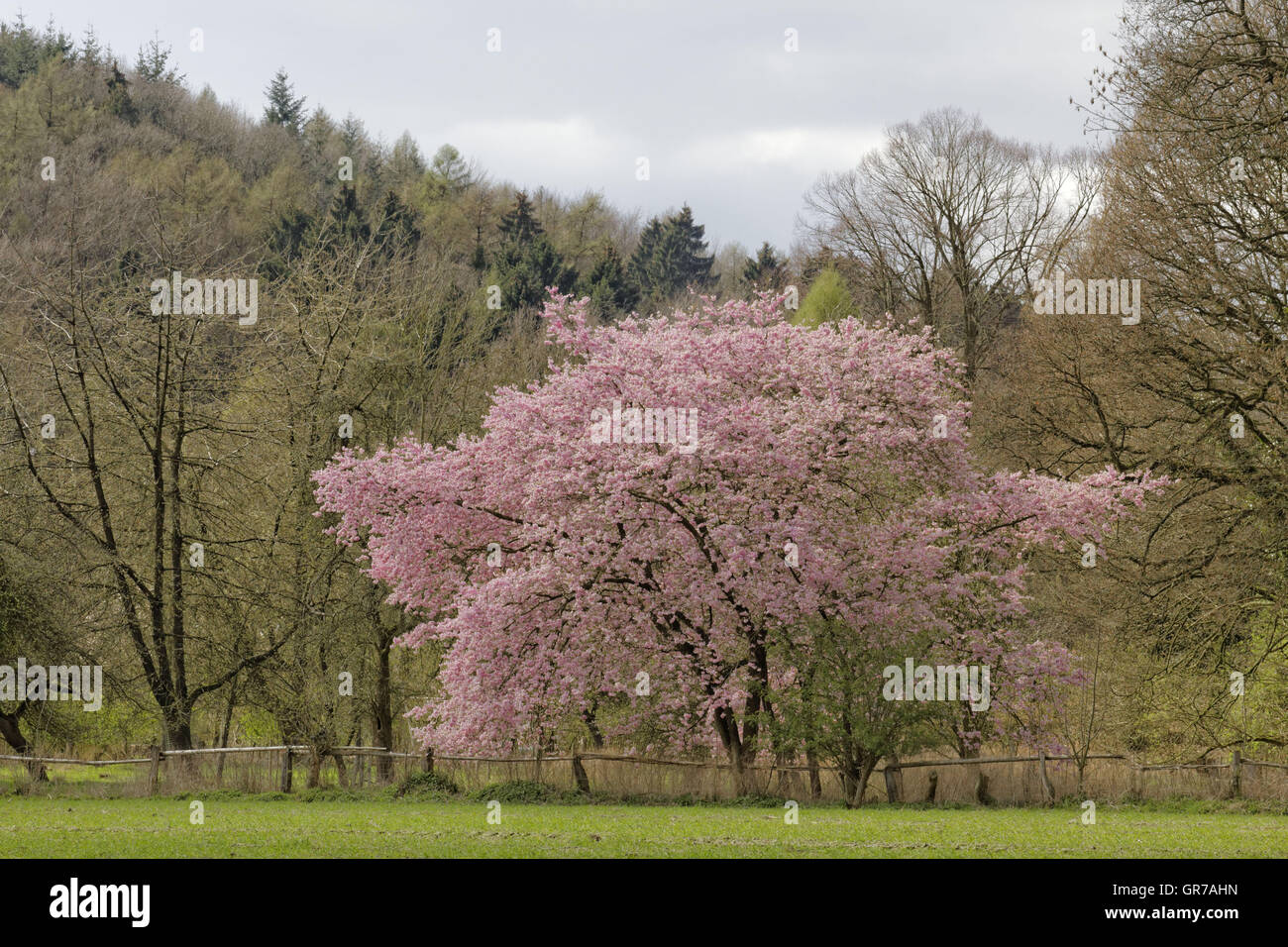 Japanese Cherry Tree In Spring, Lower Saxony, Germany, Europe Stock Photo