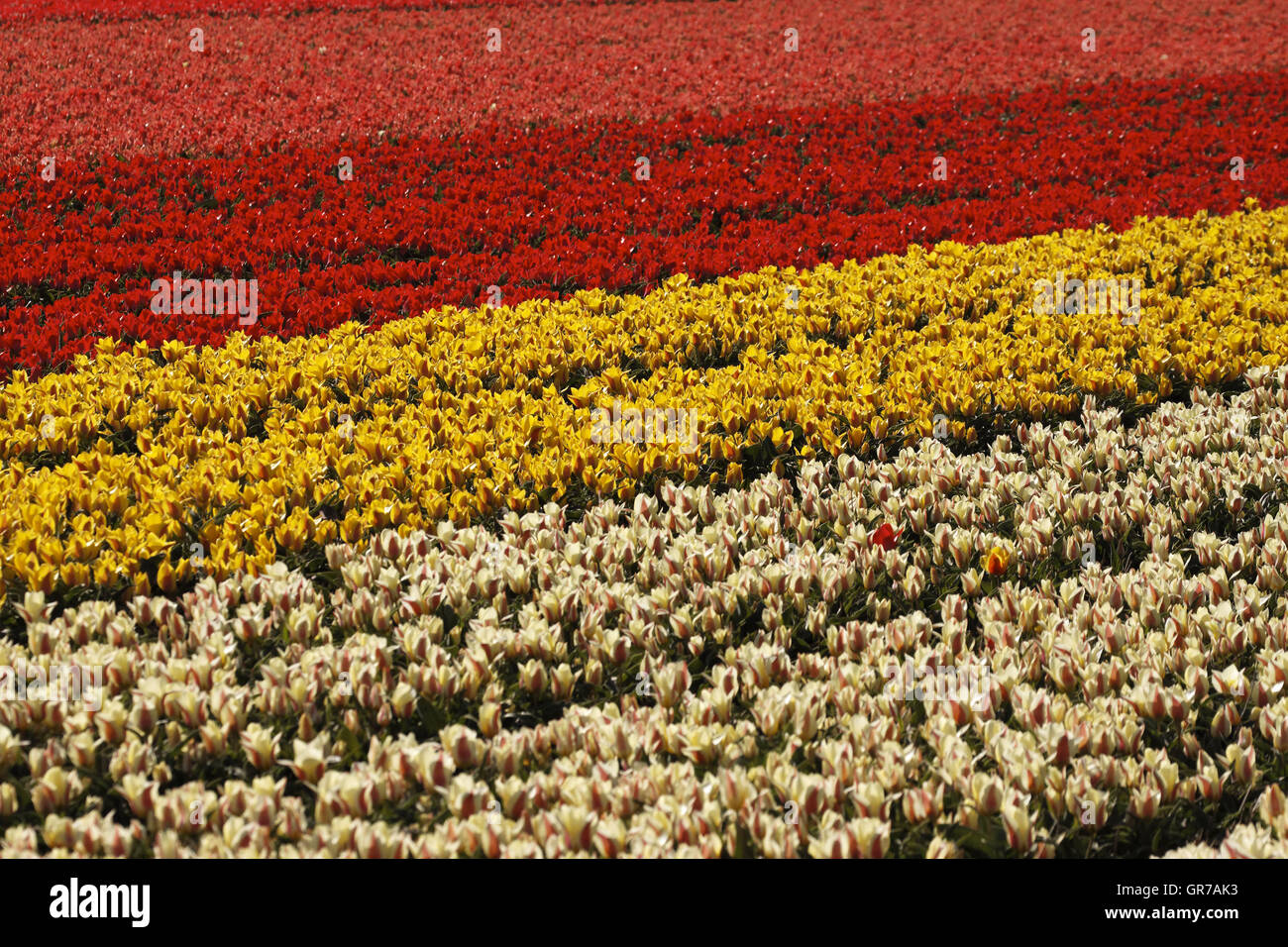 Tulip Fieldnear Noordwijkerhout, South Holland, Netherlands Stock Photo