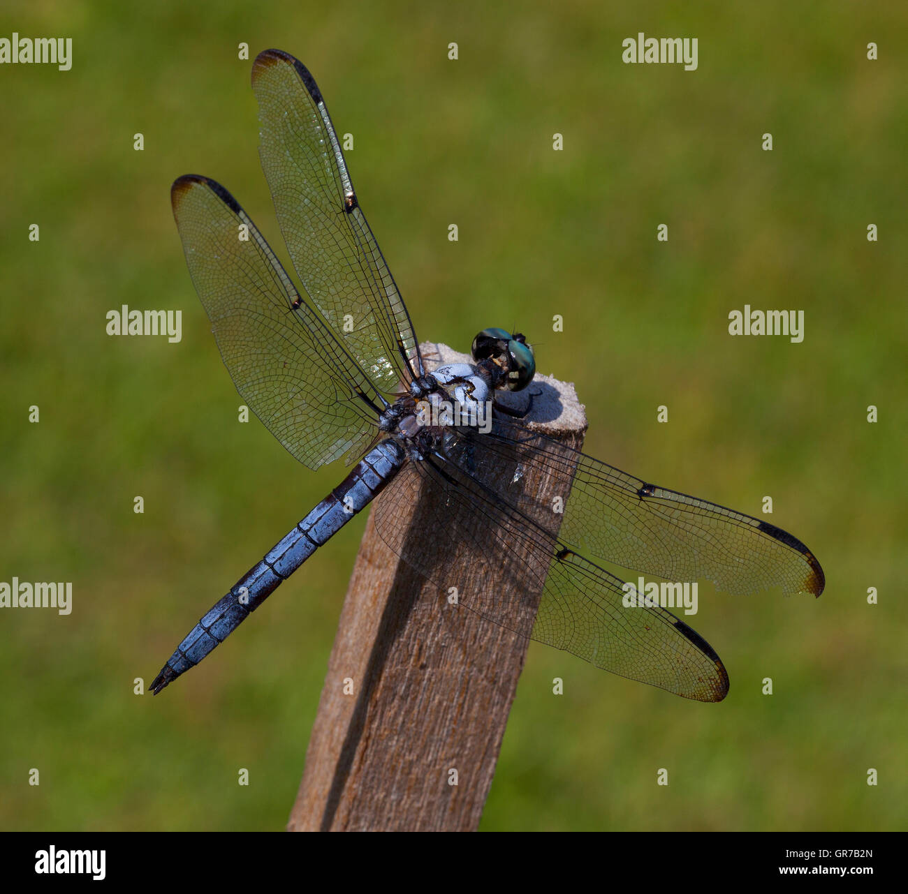 Blue headed dragonfly that is sitting on a stick Stock Photo
