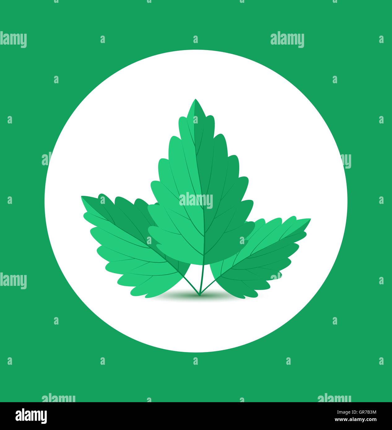 Vector Mint Leaves Stock Vector Image & Art - Alamy