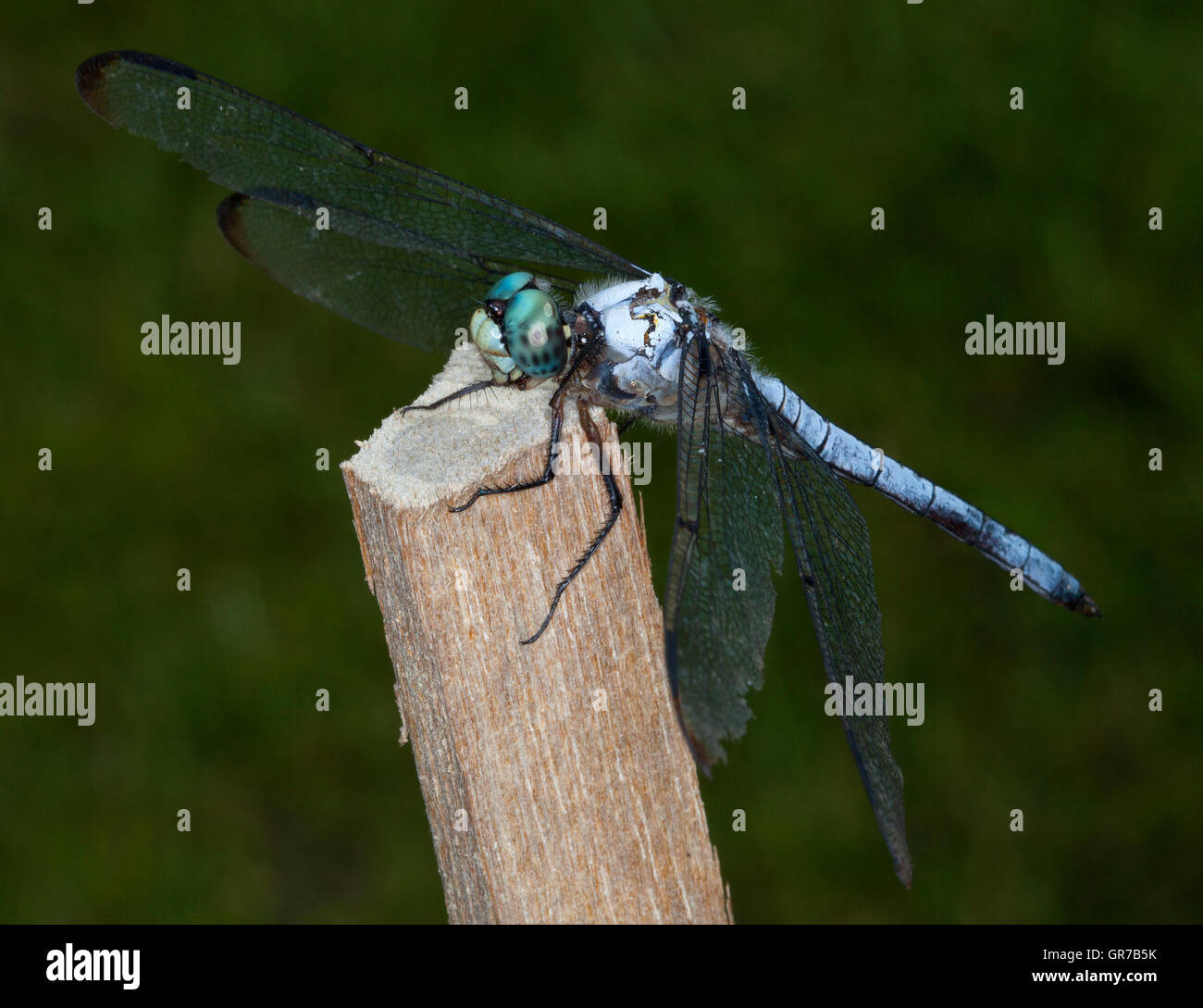 Closeup of a blue dragonfly that is on a stick Stock Photo