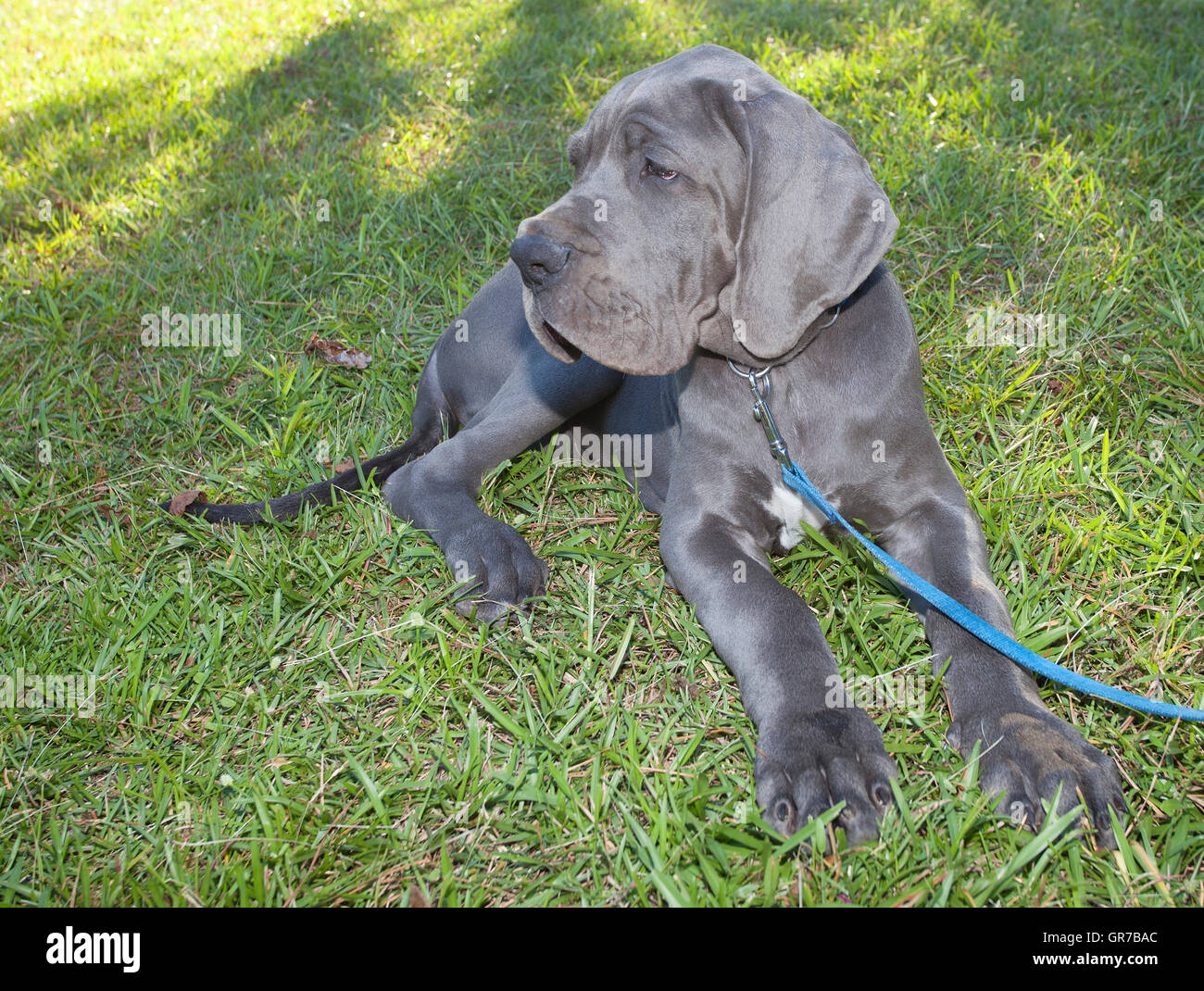 Gray Great Dane puppy that is laying down in the grass Stock Photo