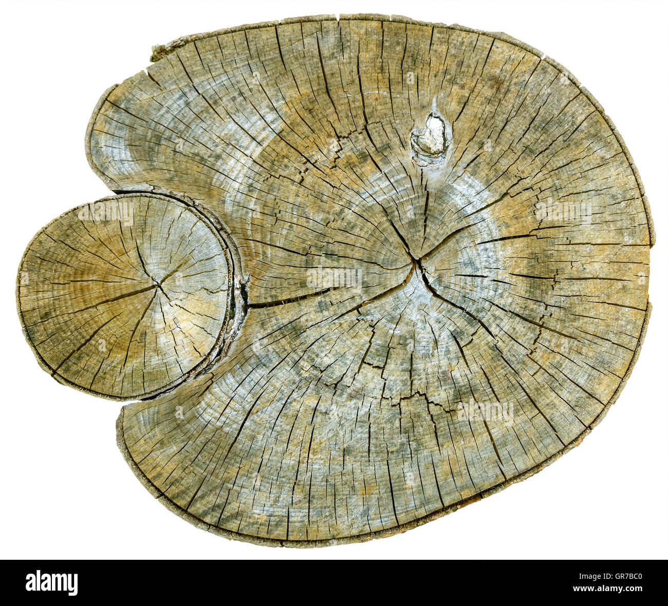 Tree cross section oak hires stock photography and images Alamy