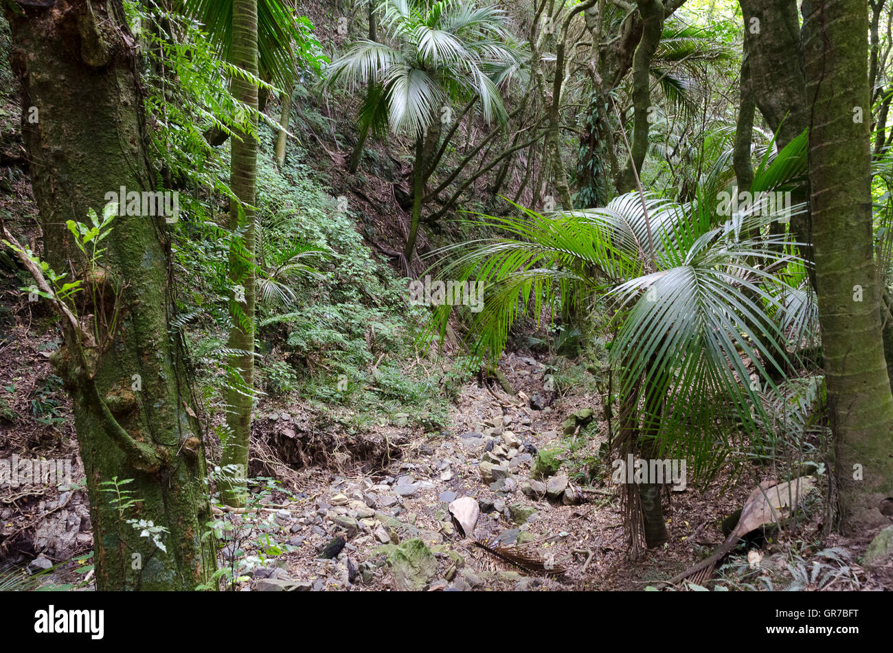 Nikau Palm trees, Porirua, Wellington, North Island, New Zealand Stock
