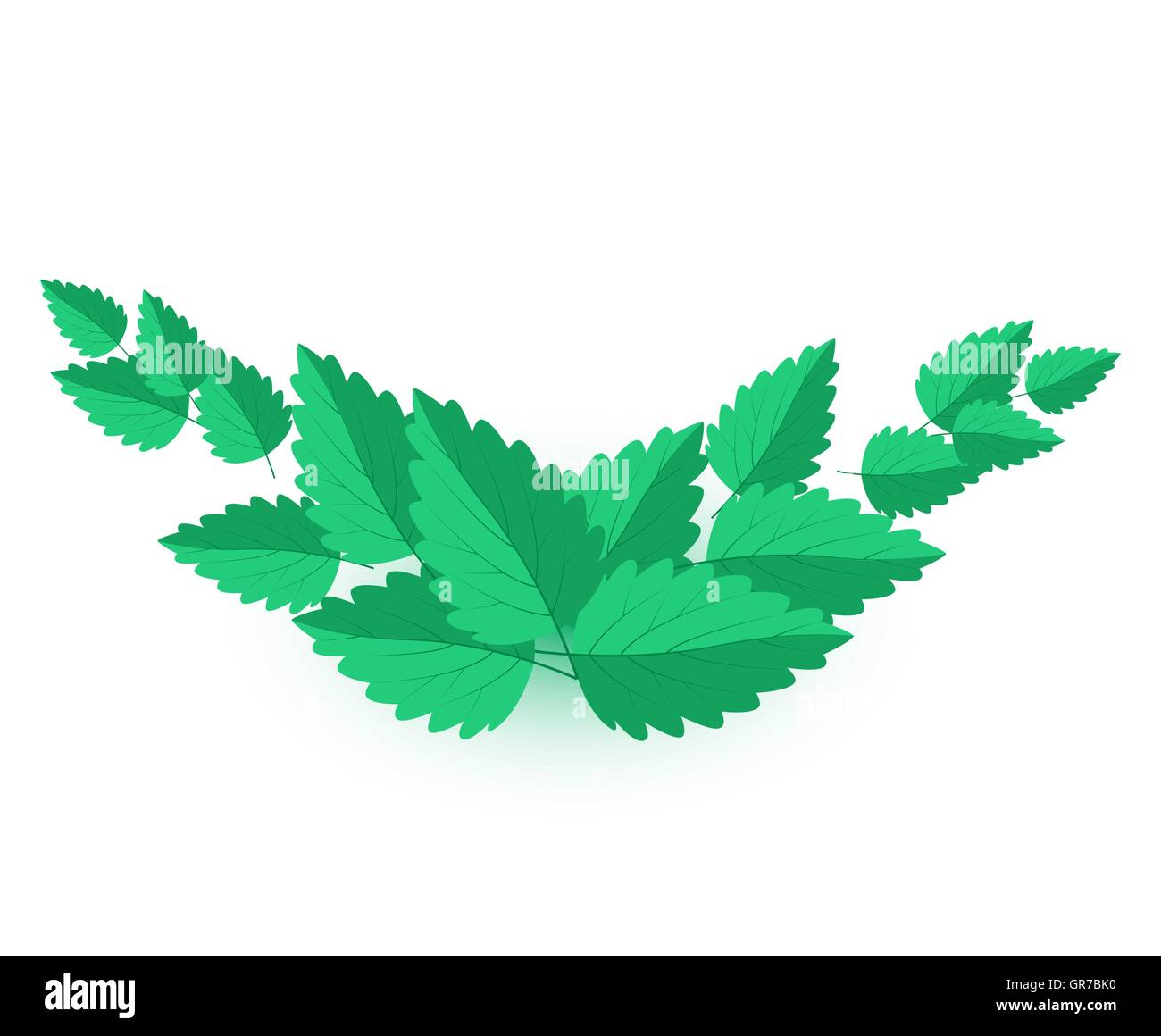 Vector Mint Leaves Stock Vector Image & Art Alamy
