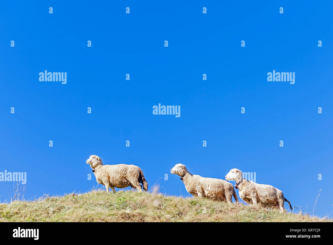 Flock Of Sheep On A Mountain Meadow In The Swiss Canton Of Grisons Stock Photo