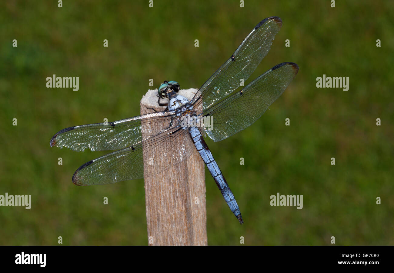 Blue dragonfly that is resting on a thin stick Stock Photo - Alamy