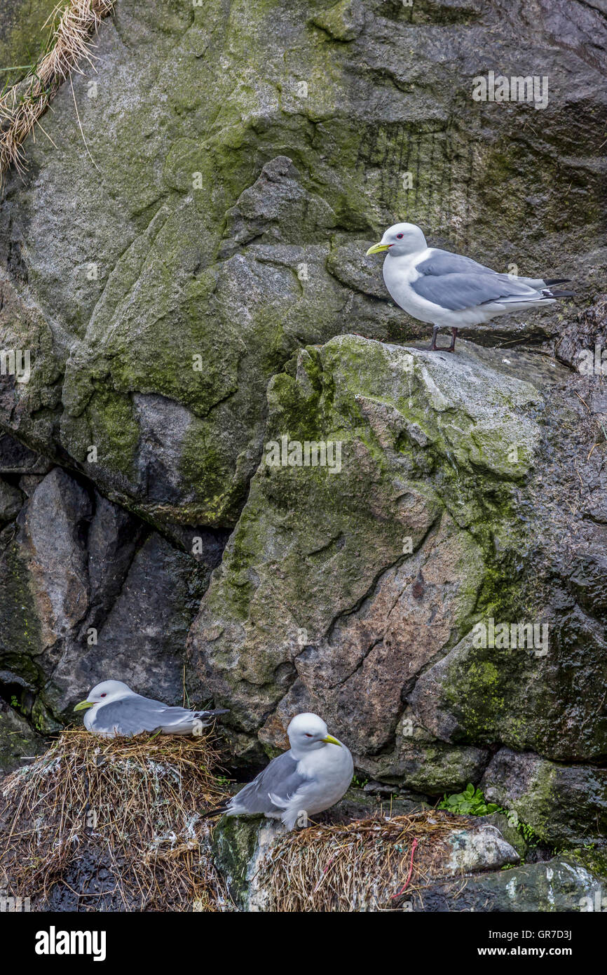 Herring Gulls Breeding At A Norwegian Rock Wall Stock Photo