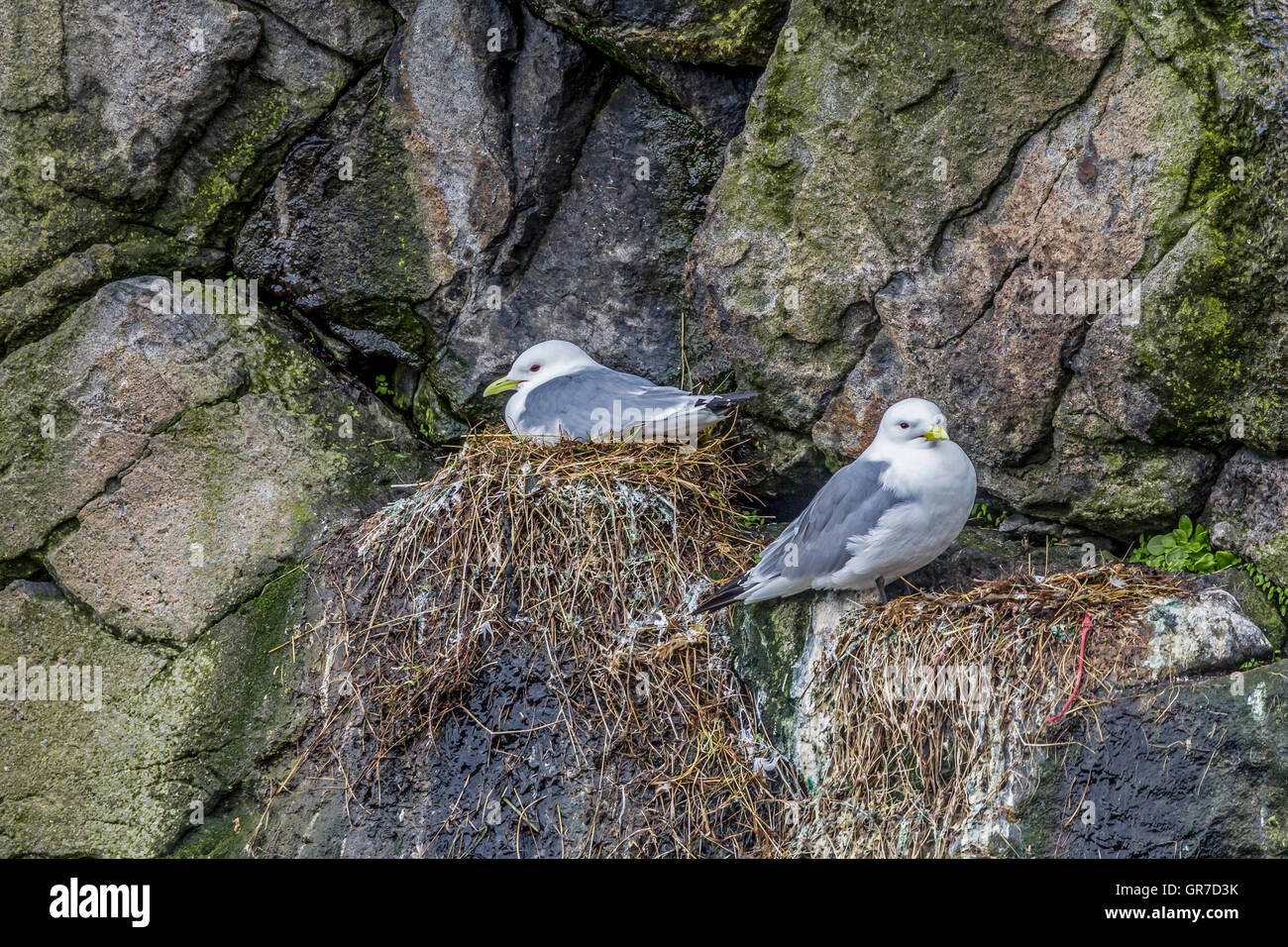 Herring Gulls Breeding At A Norwegian Rock Wall Stock Photo