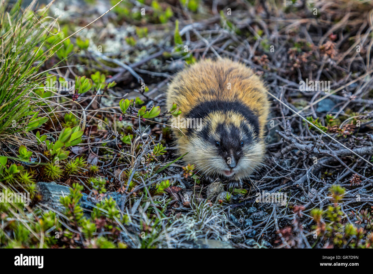 True Wild Life: Lemming