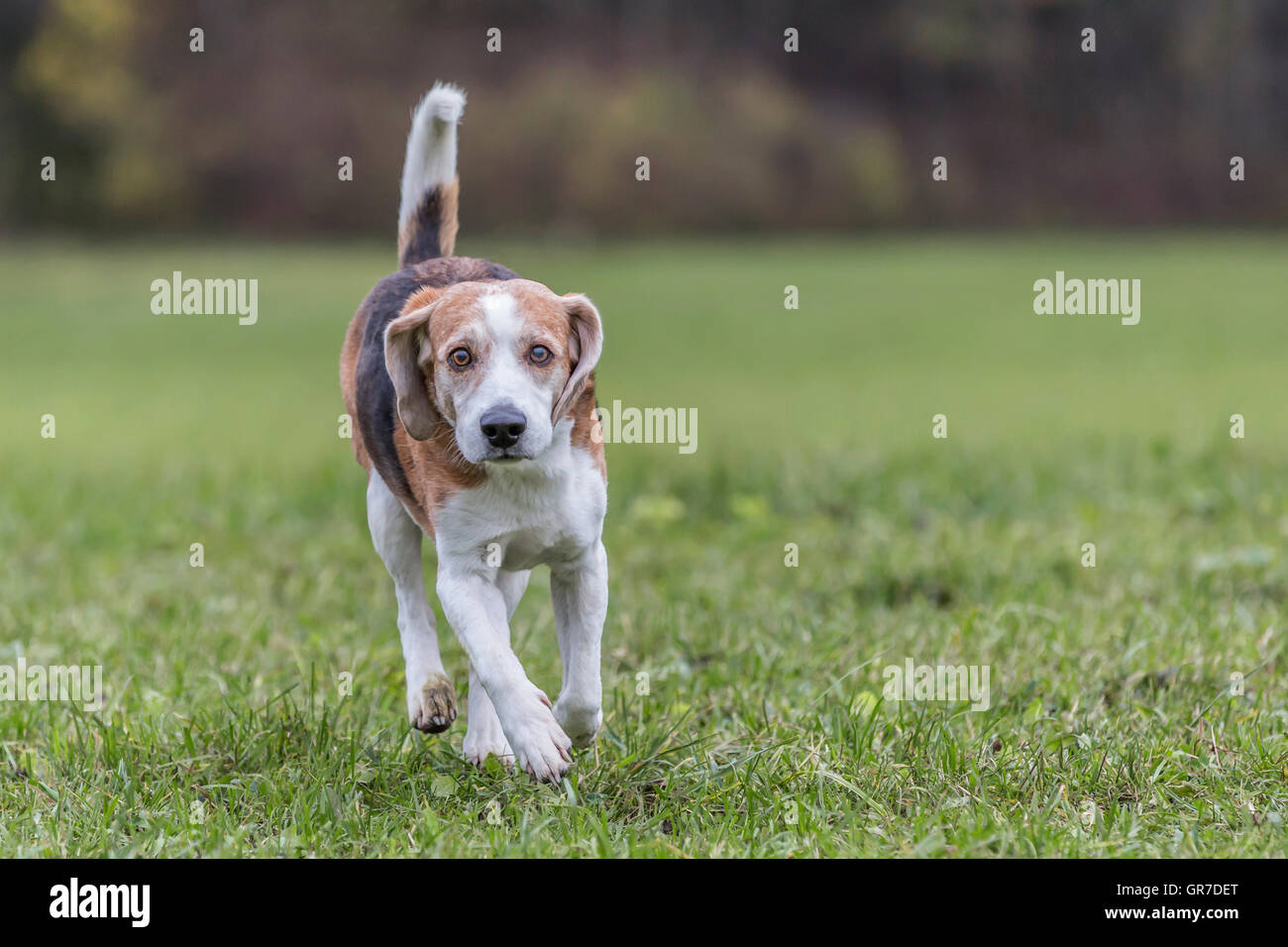 Beagle Running Over A Green Meadow Stock Photo - Alamy