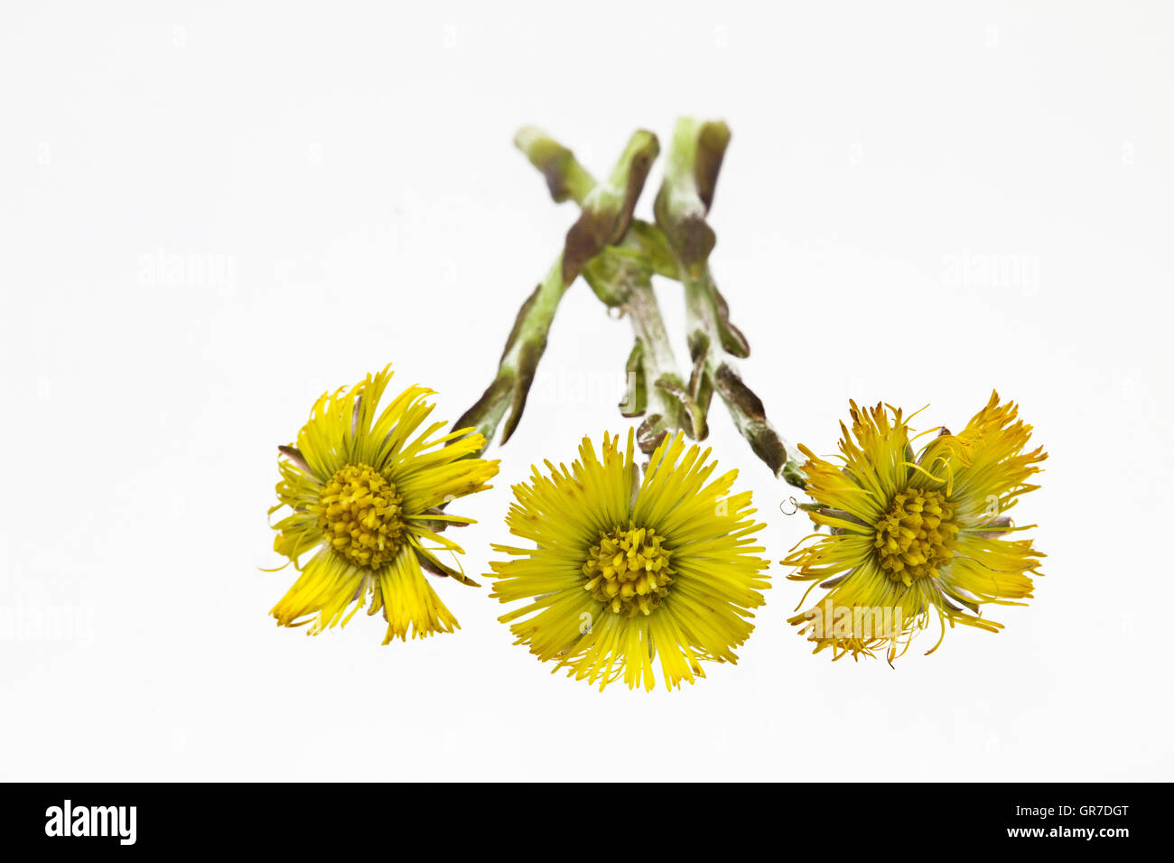 Coltsfoot From The Sunflower Family On White Background Stock Photo